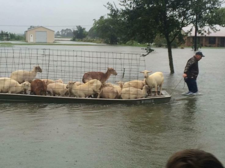 sheep-and-lama-on-board-aug-2016-flood