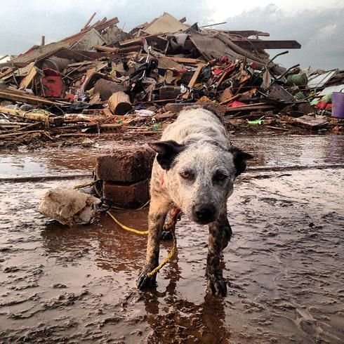 this-dog-suvived-with-its-owners-in-a-storm-shelter